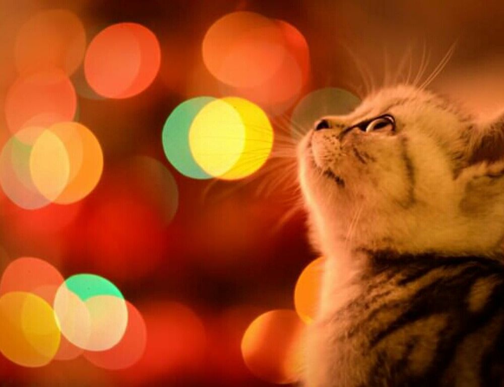 10. which eoc configuration aligns with the on-scene incident organization?