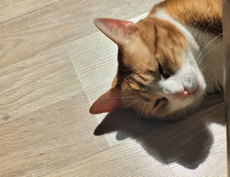 should i use zayepro pharmaceuticals ltd