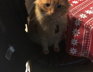 why are endbugflow software called bugs