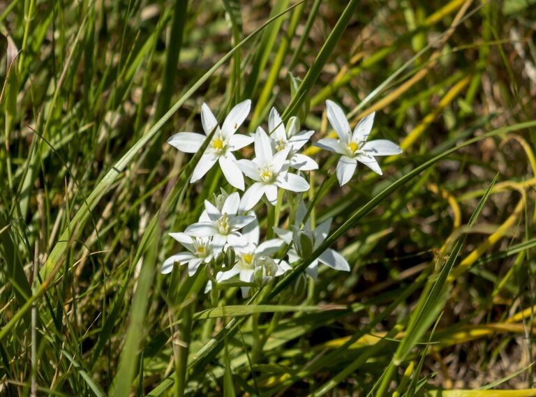 justin gaethje glasses
