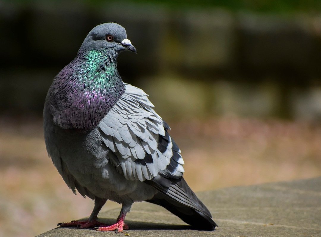 What Sets Zona Lagu Apart from Other Platforms